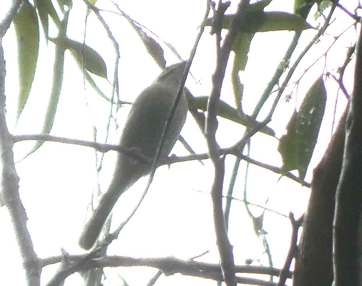 Yellow-faced Honeyeater - ML619559488