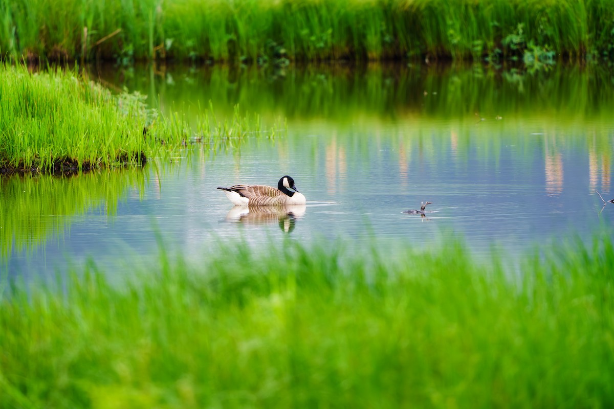 Canada Goose - Sara Nowak