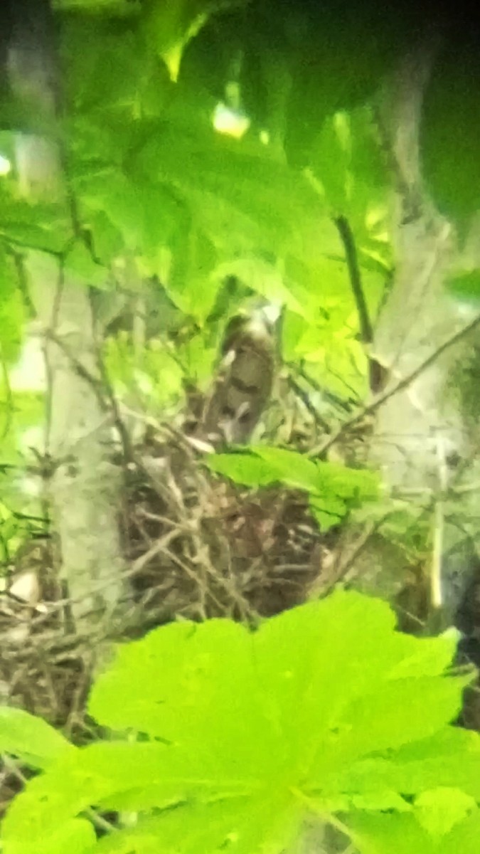 Eurasian Sparrowhawk - ML619559490