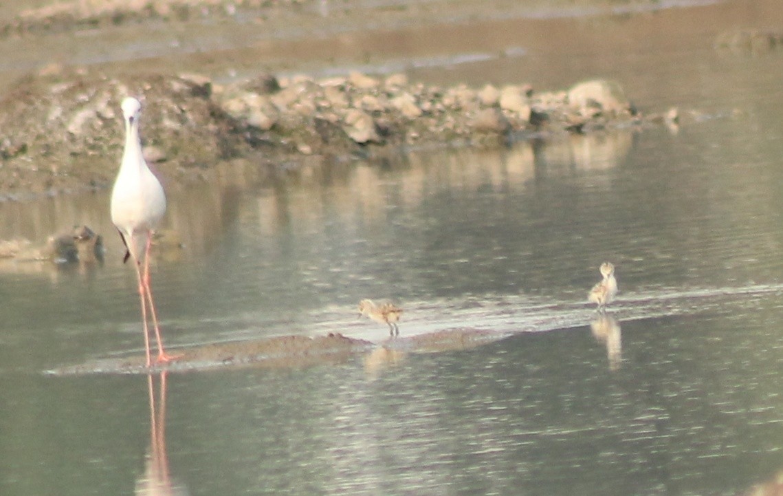 Black-winged Stilt - Madhavi Babtiwale