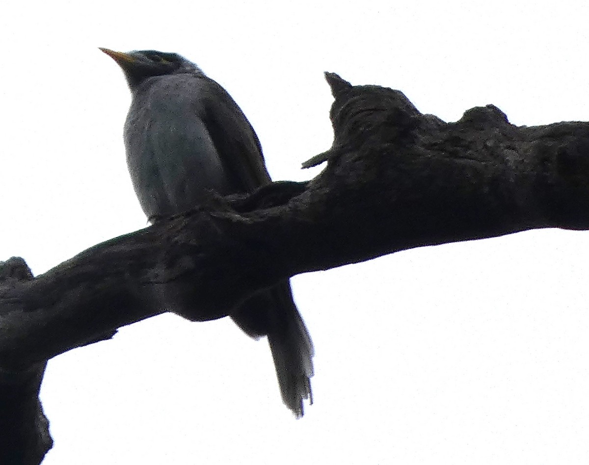 Noisy Miner - ML619559492