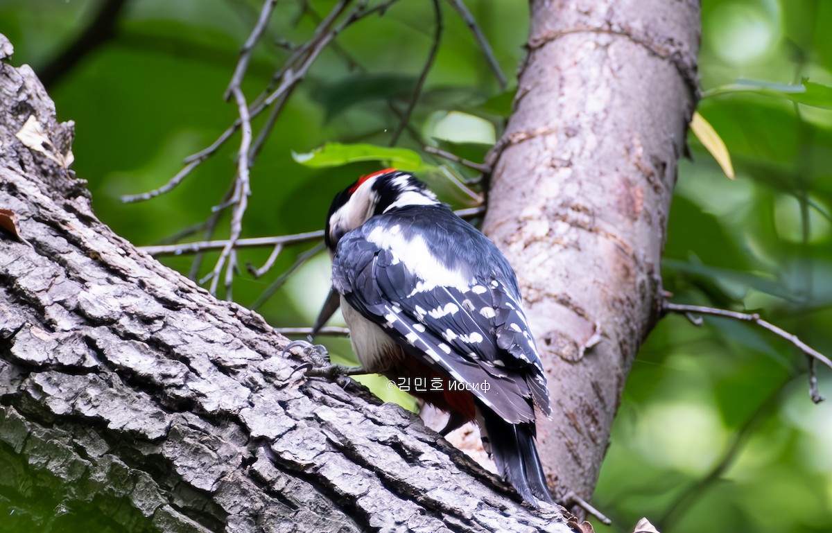 Great Spotted Woodpecker - Min-Ho Kim