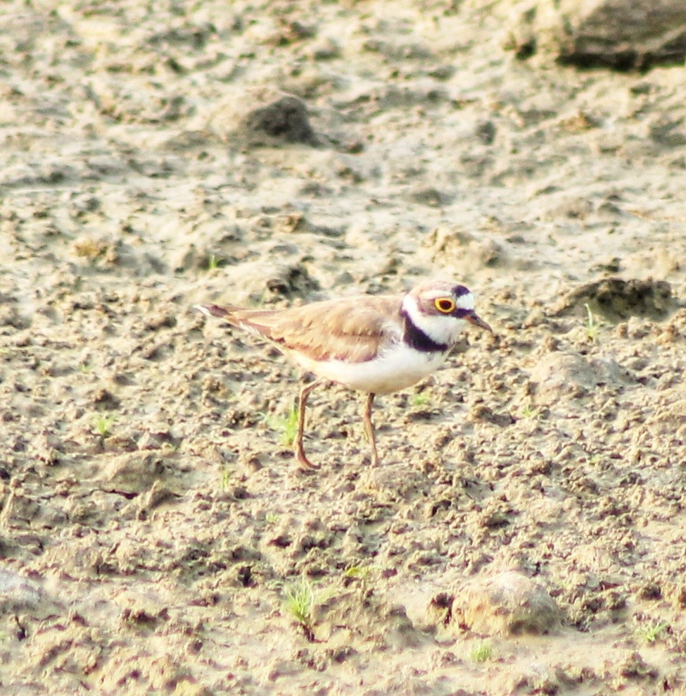 Little Ringed Plover - ML619559496