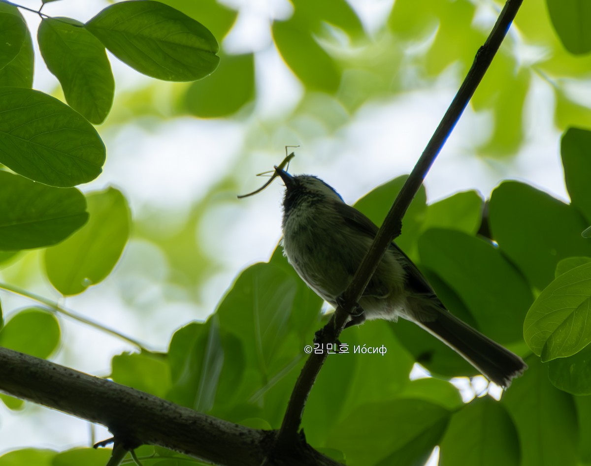 Marsh Tit - Min-Ho Kim