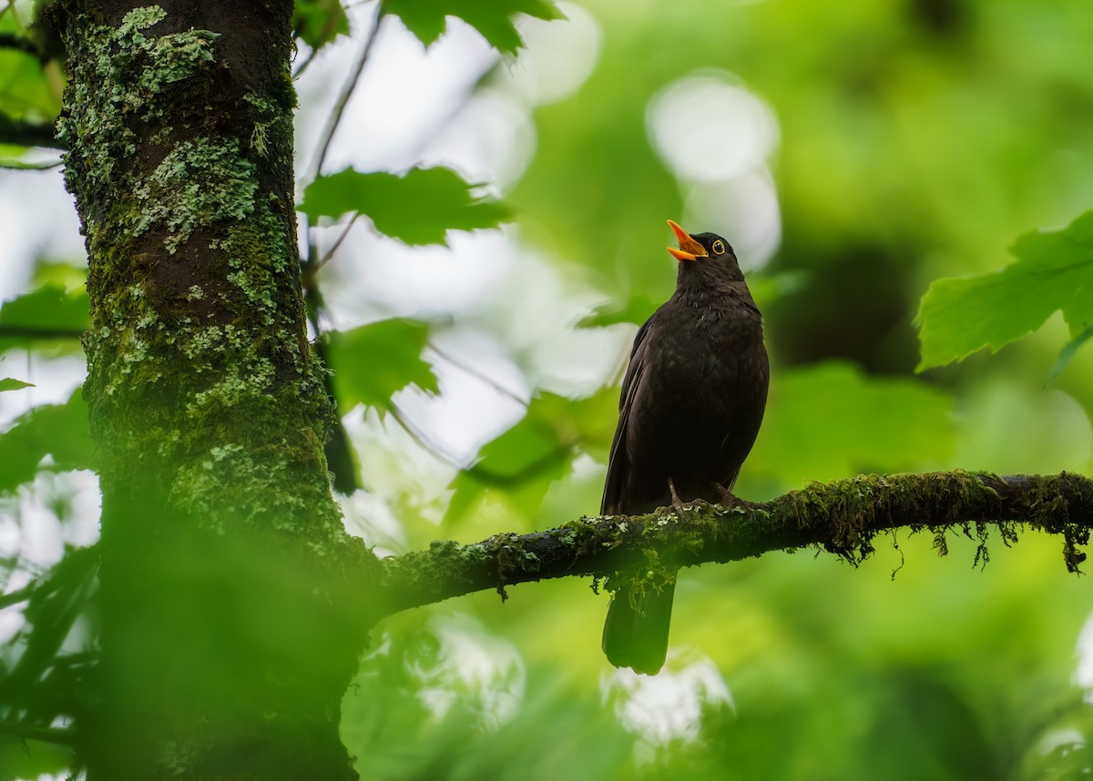 Eurasian Blackbird - Sara Nowak