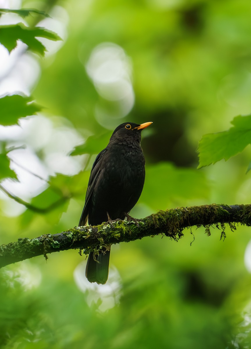 Eurasian Blackbird - Sara Nowak