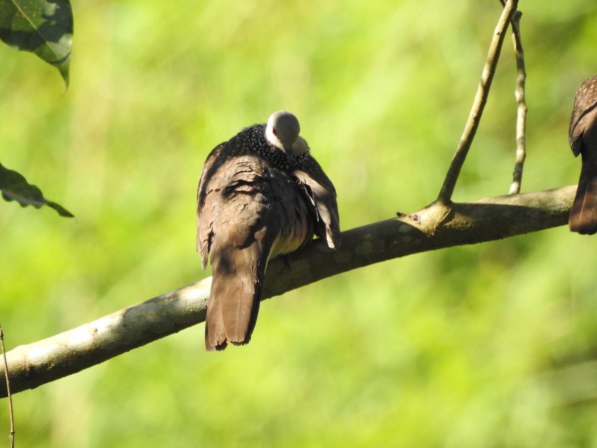 Spotted Dove - Selvaganesh K