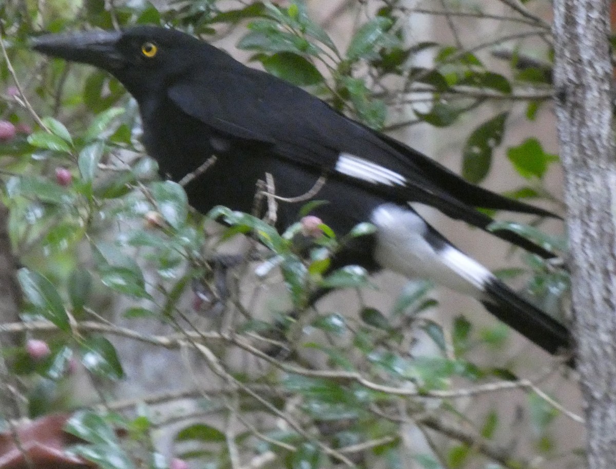 Pied Currawong - Mark Tarnawski