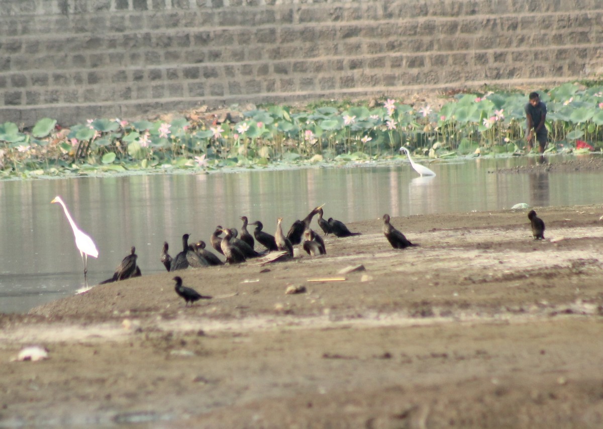 Little Cormorant - Madhavi Babtiwale