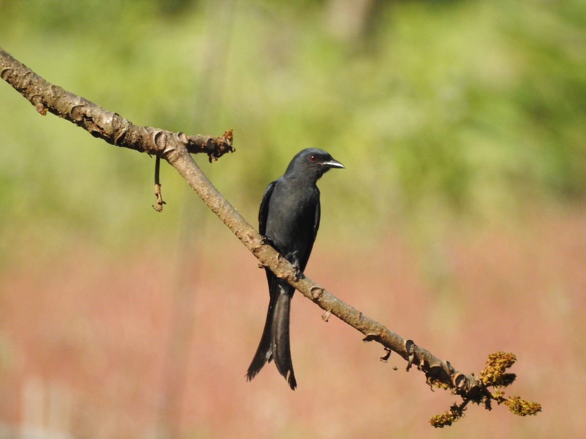 Ashy Drongo - Selvaganesh K