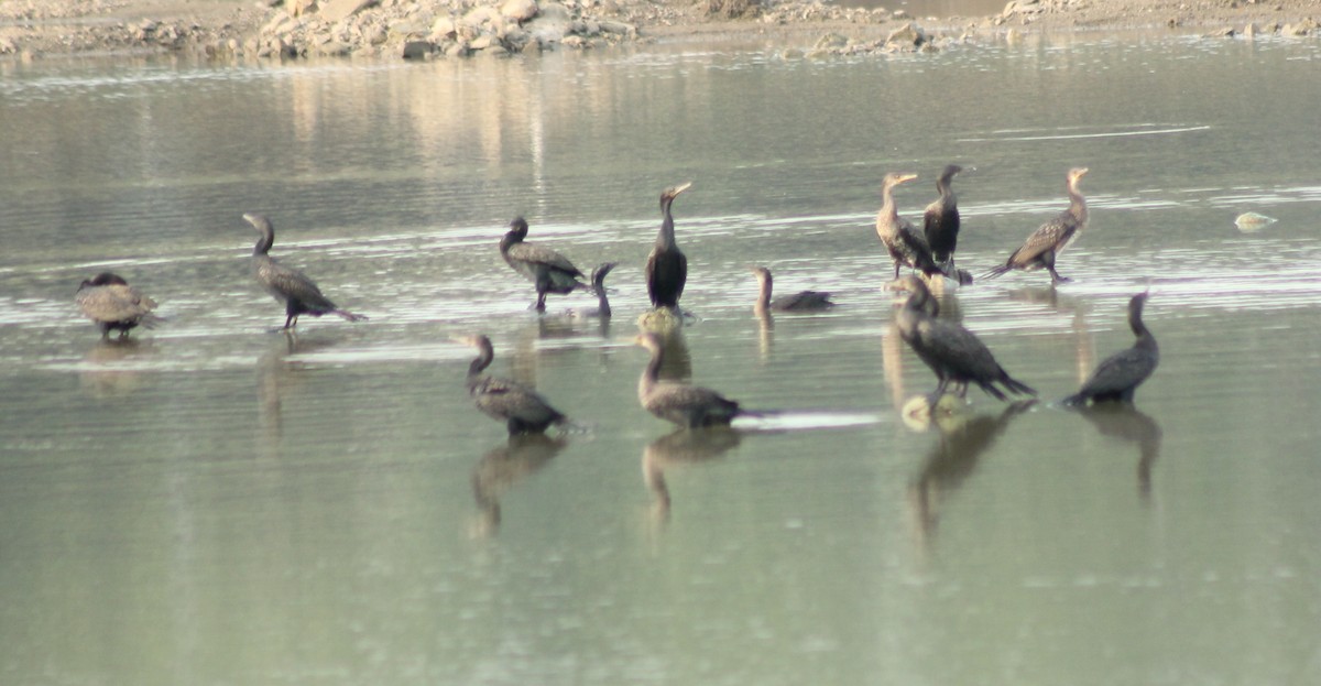 Great Cormorant - Madhavi Babtiwale