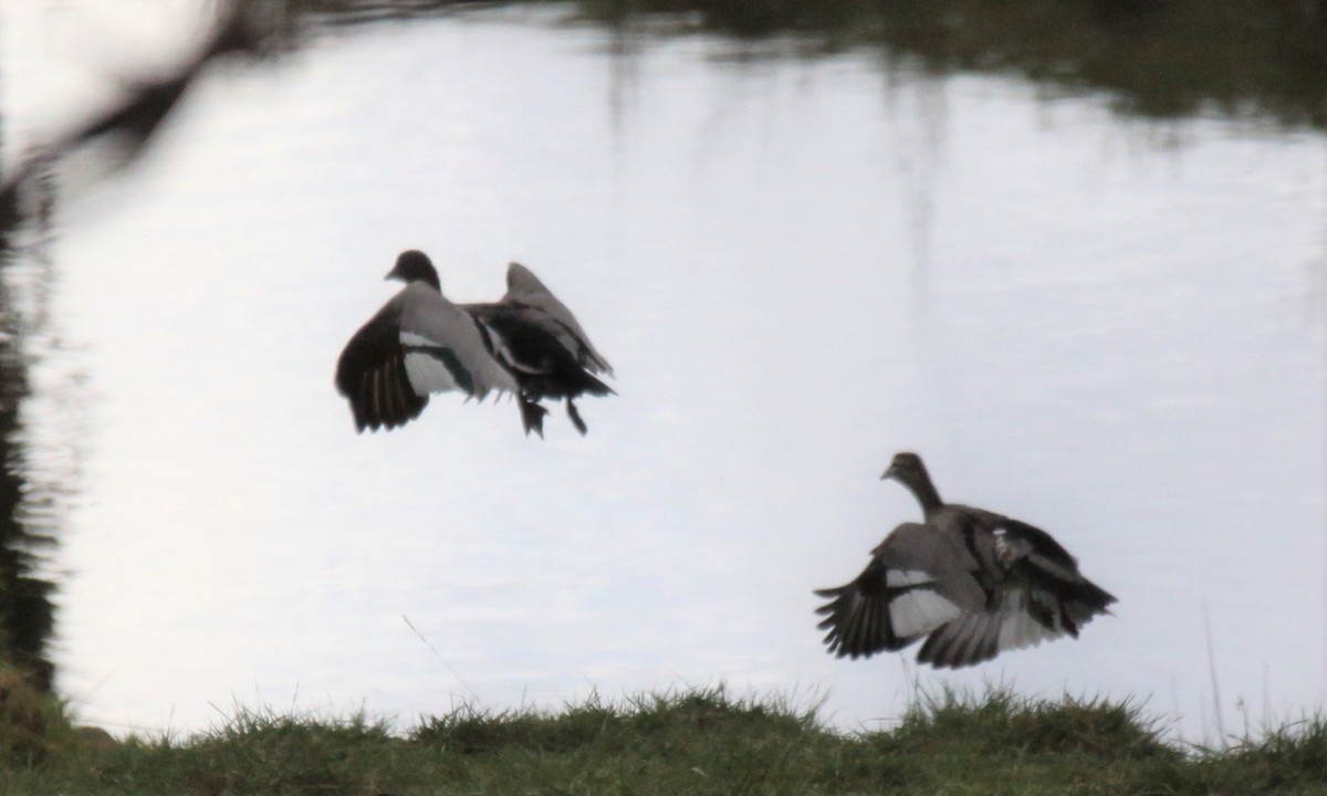 Maned Duck - Richard Shirky