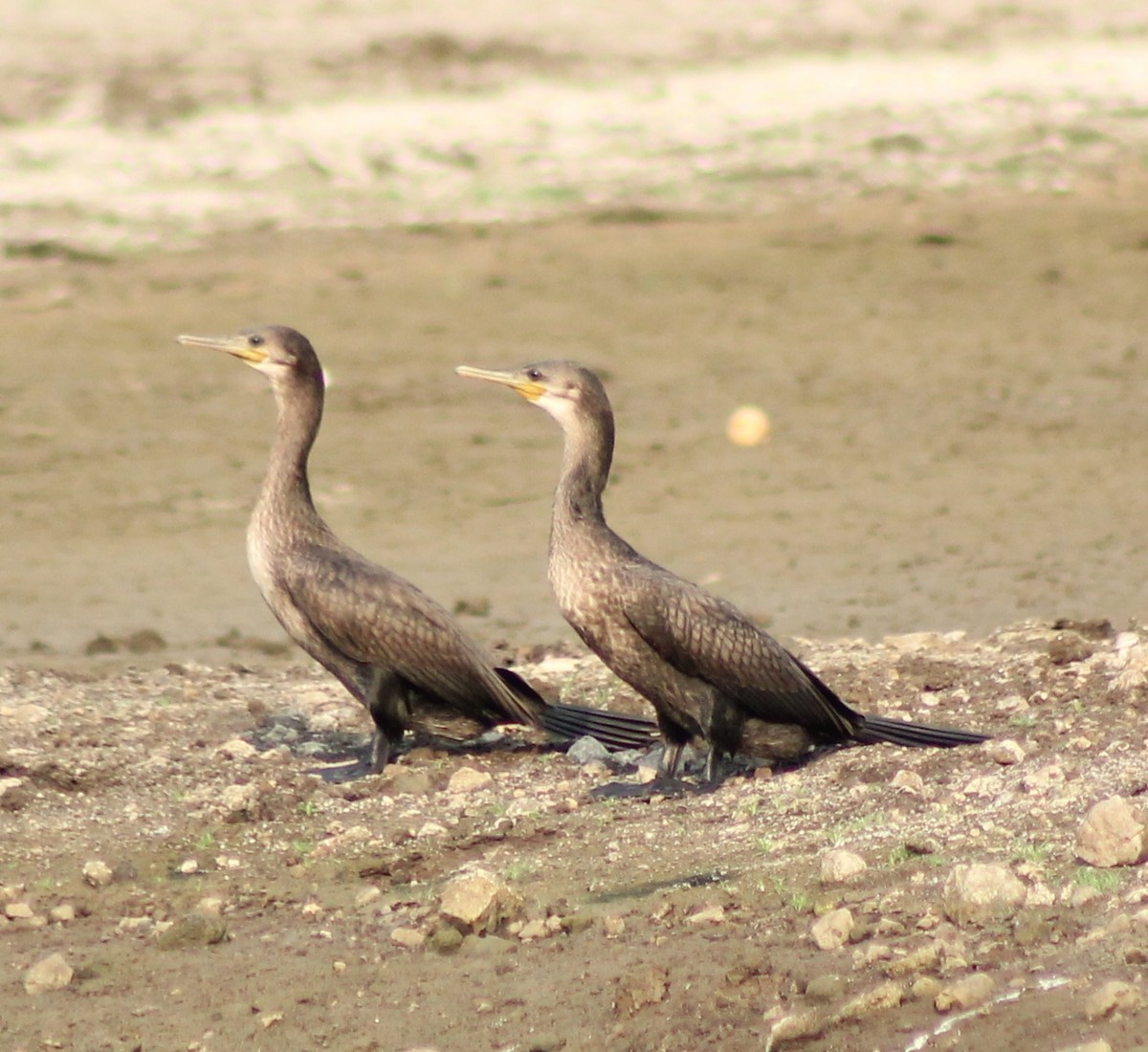 Indian Cormorant - Madhavi Babtiwale