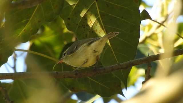 pouillot sp. - ML619559520