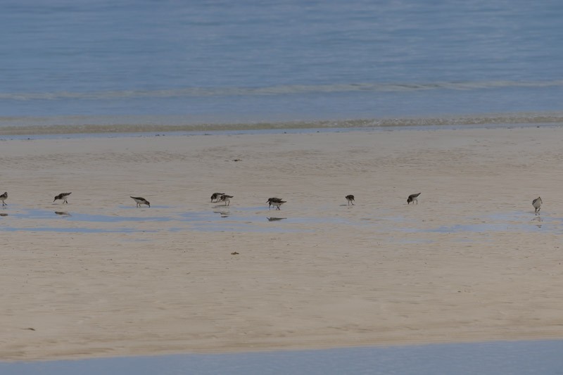 Semipalmated Sandpiper - Mark Milkovich