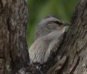 Brown Treecreeper - Richard Shirky