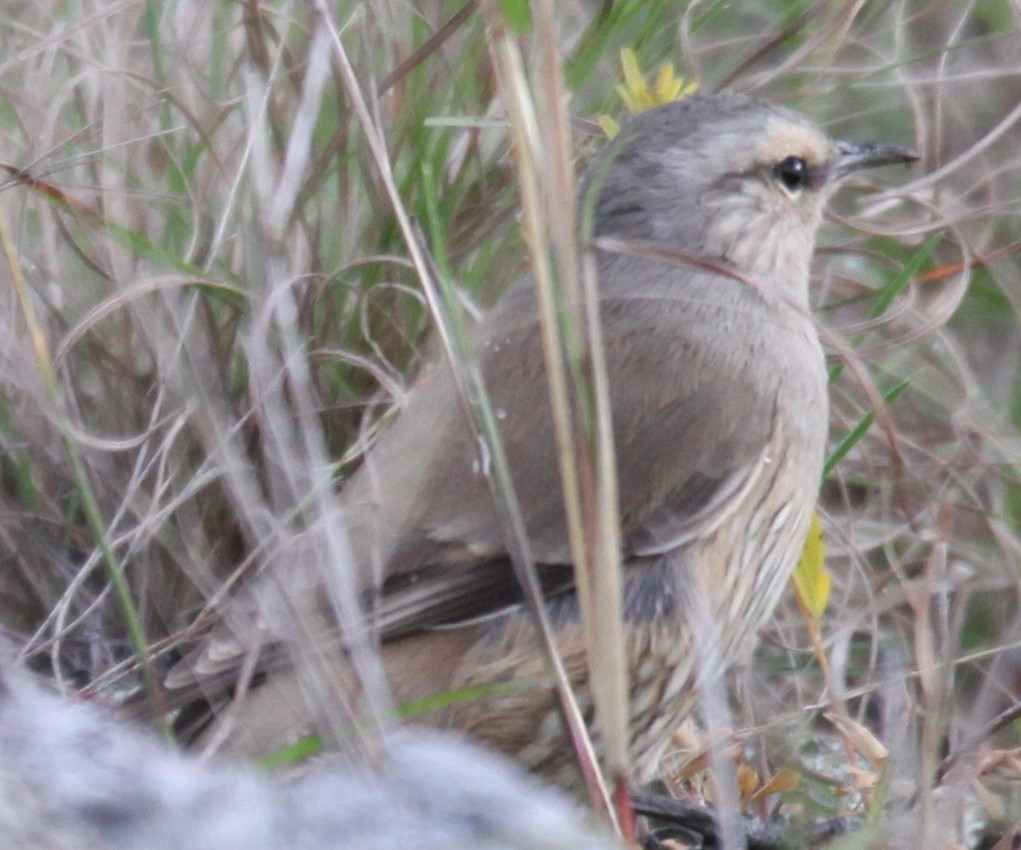 Brown Treecreeper - ML619559525