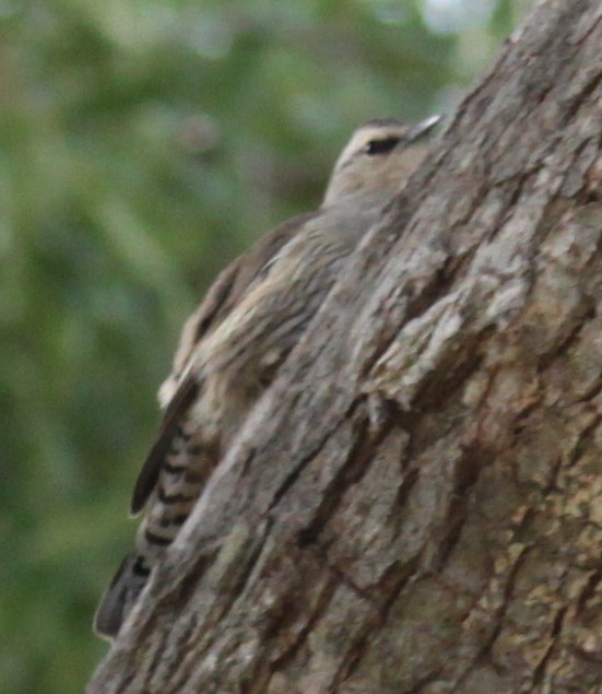 Brown Treecreeper - ML619559526