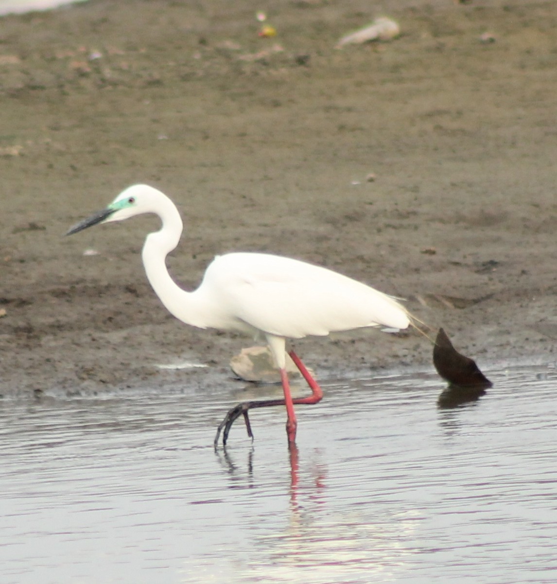 Great Egret - Madhavi Babtiwale