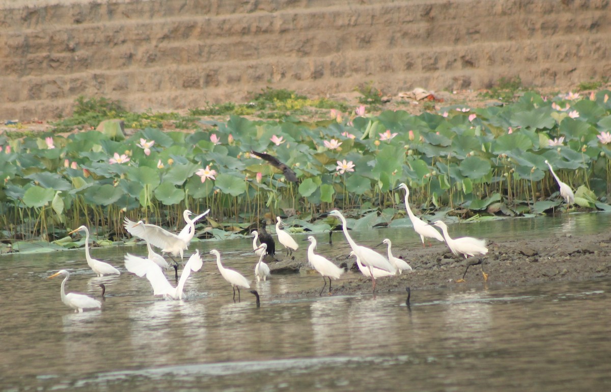 Medium Egret - Madhavi Babtiwale