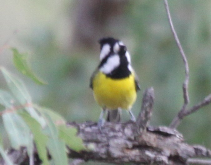 Eastern Shrike-tit - Richard Shirky