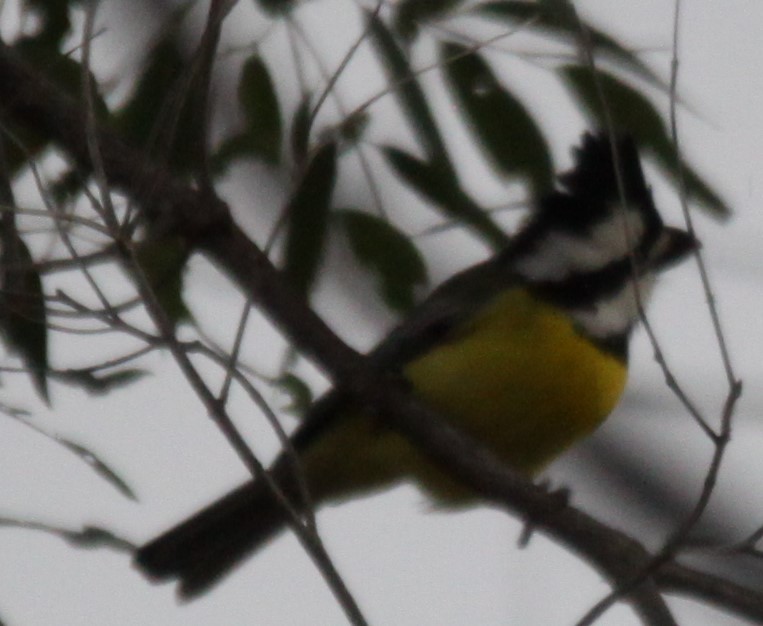 Eastern Shrike-tit - Richard Shirky