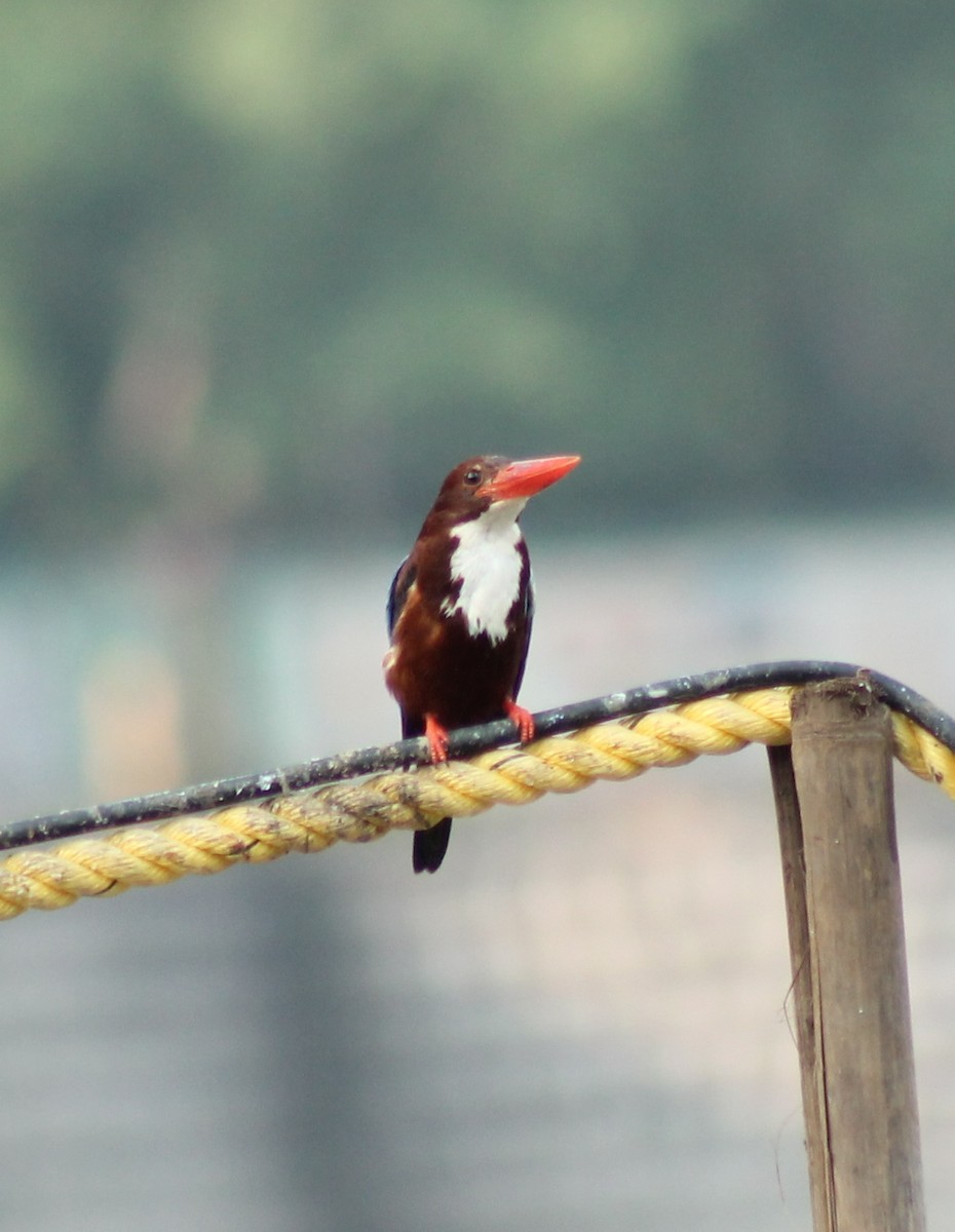 White-throated Kingfisher - Madhavi Babtiwale