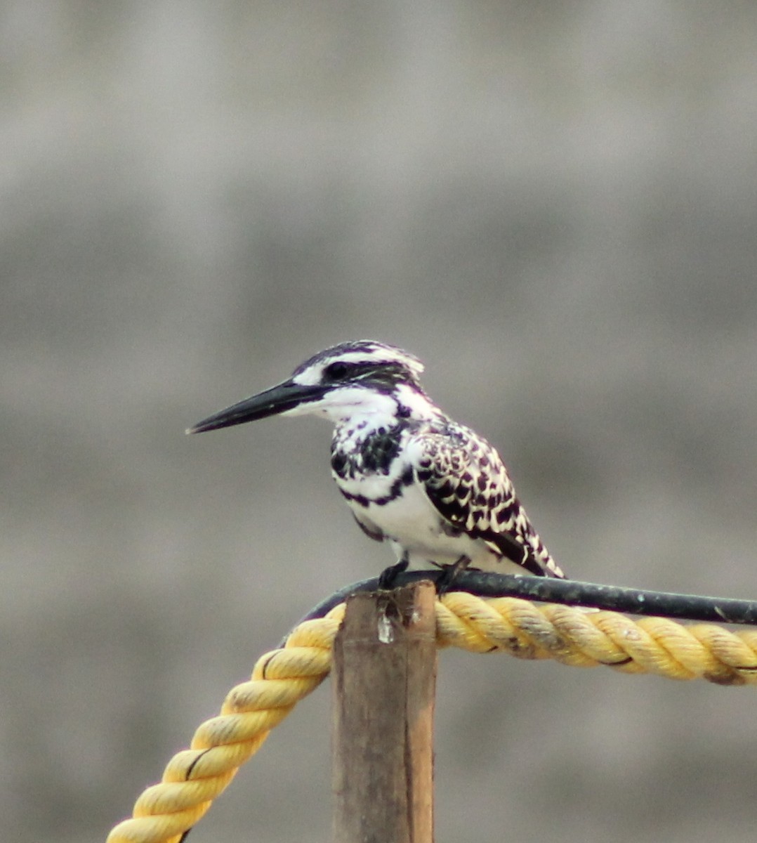 Pied Kingfisher - Madhavi Babtiwale