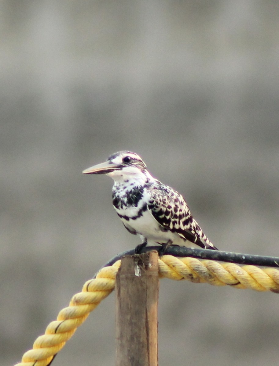 Pied Kingfisher - Madhavi Babtiwale