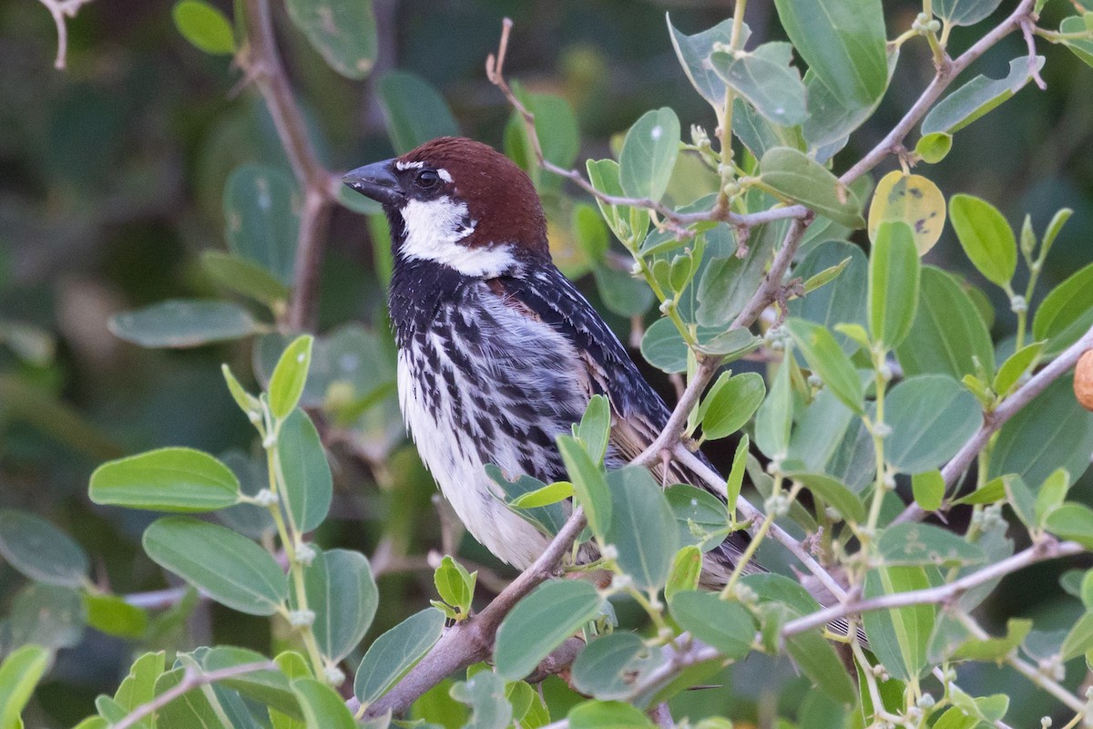 Spanish Sparrow - Oren Shatz