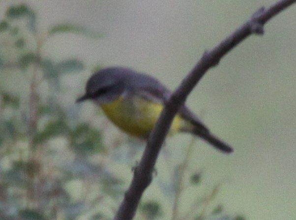 Eastern Yellow Robin - Richard Shirky