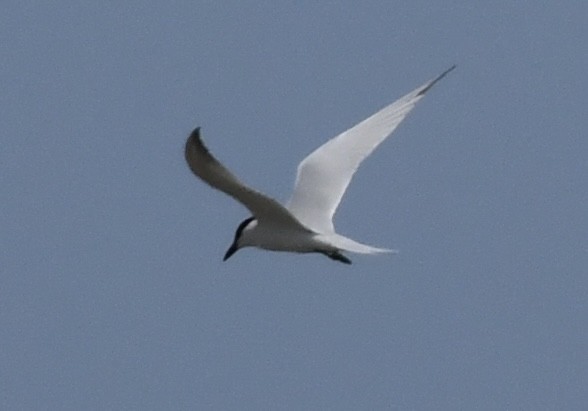 Gull-billed Tern - James White