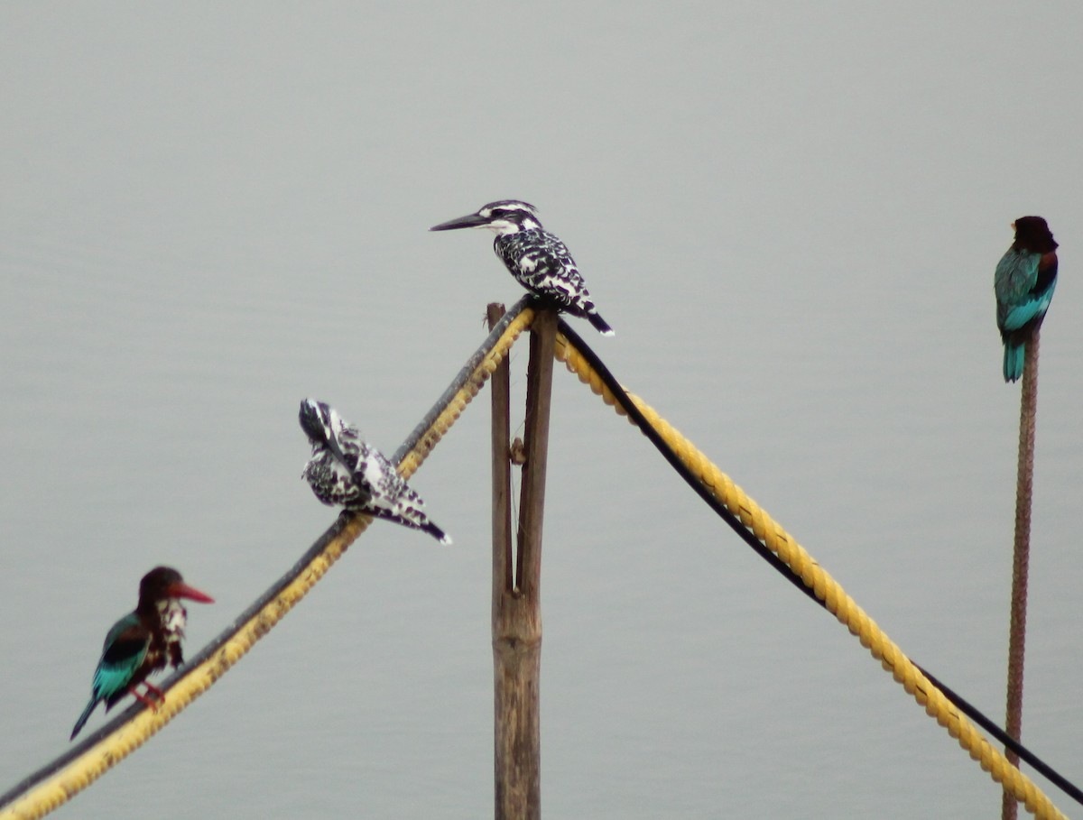 Pied Kingfisher - Madhavi Babtiwale