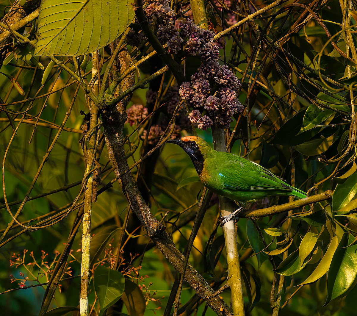 Goldstirn-Blattvogel - ML619559550