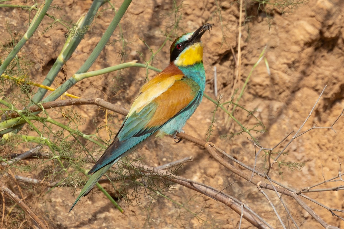 European Bee-eater - Oren Shatz