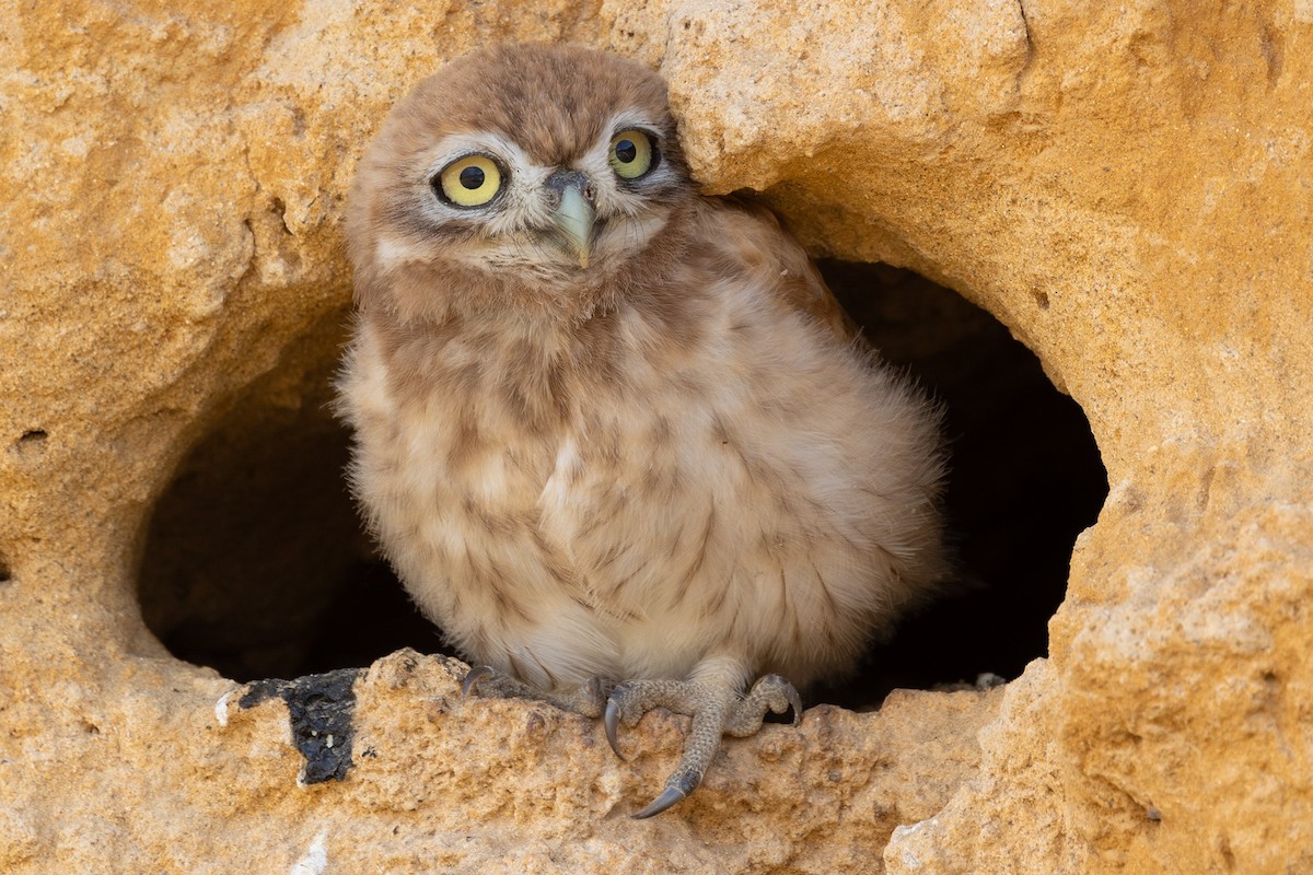 Little Owl - Oren Shatz