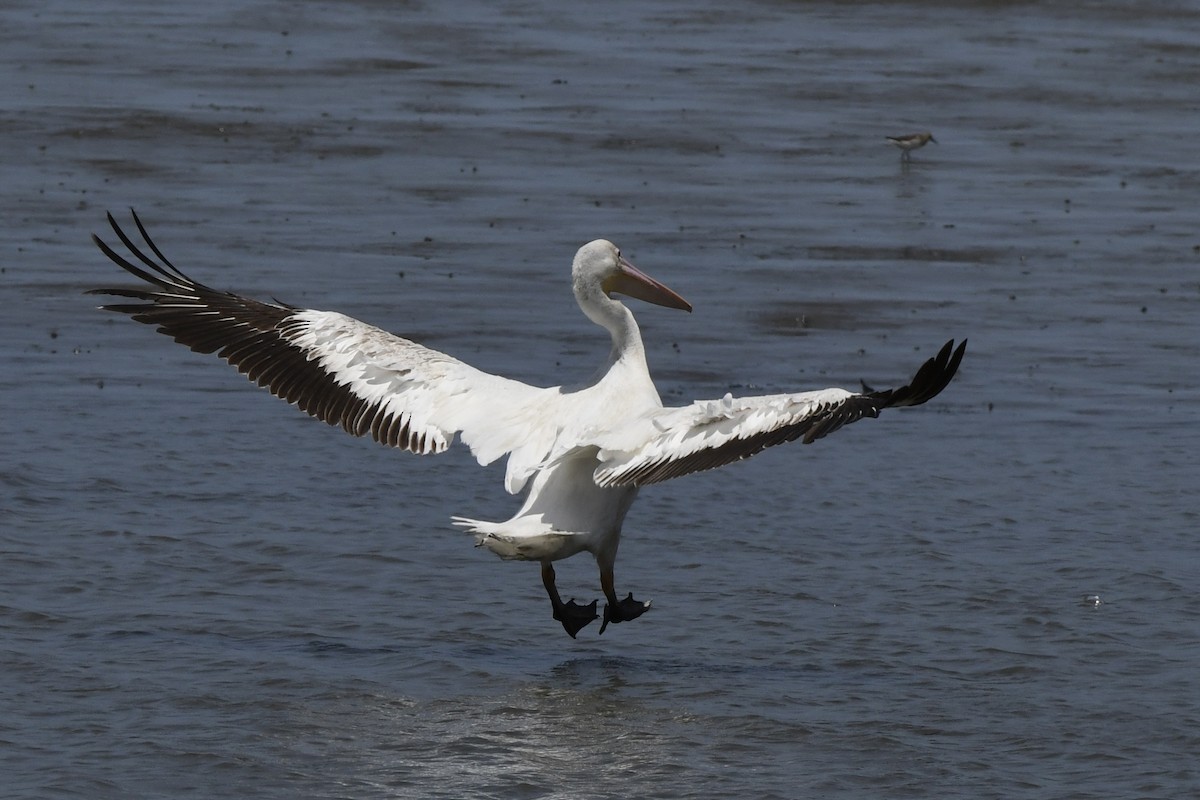 American White Pelican - James White