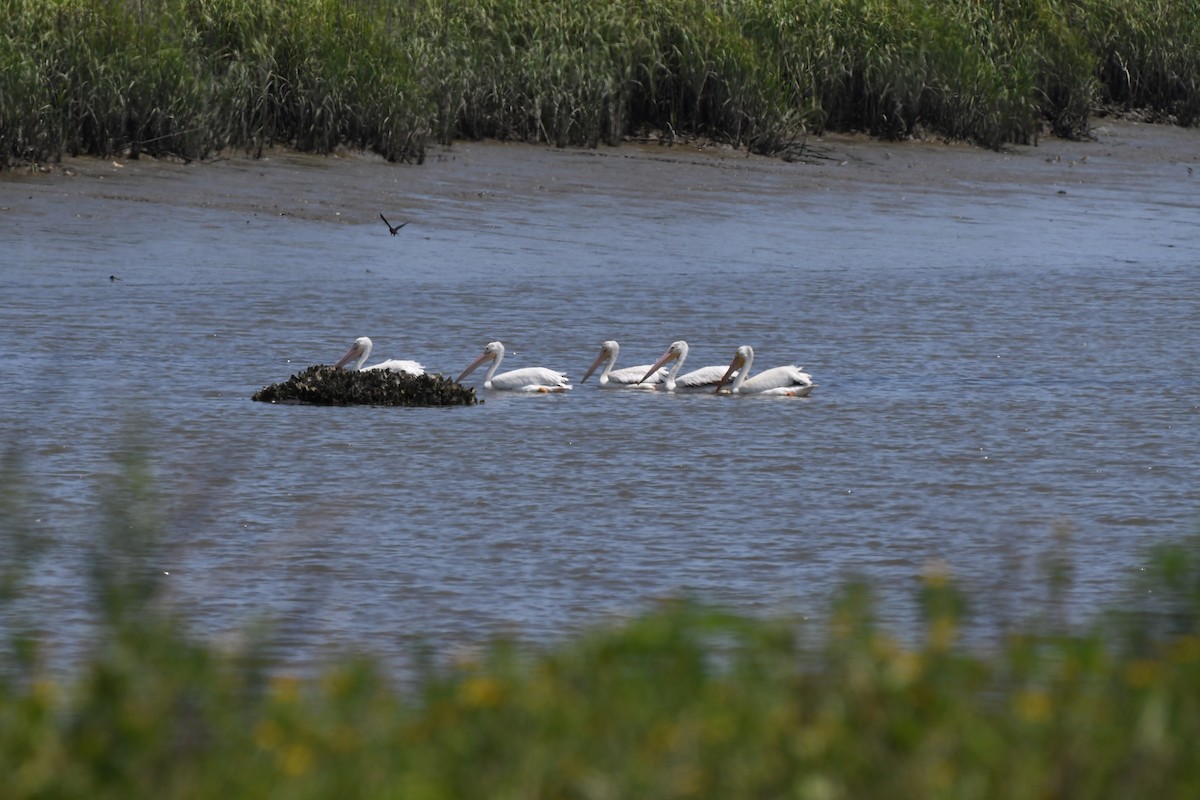 American White Pelican - James White