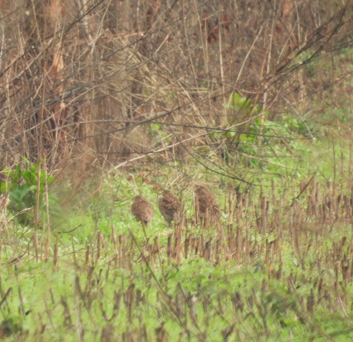 Gray Francolin - Rahul Kumaresan