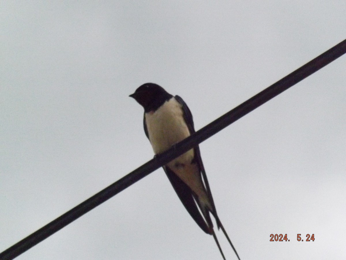 Barn Swallow - Boris Mihov