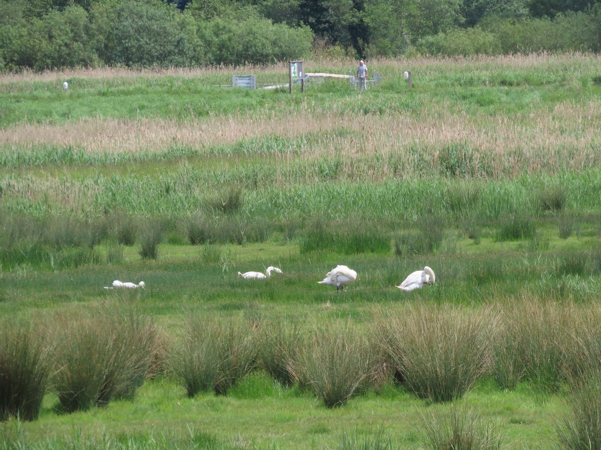 Mute Swan - christopher stuart elmer