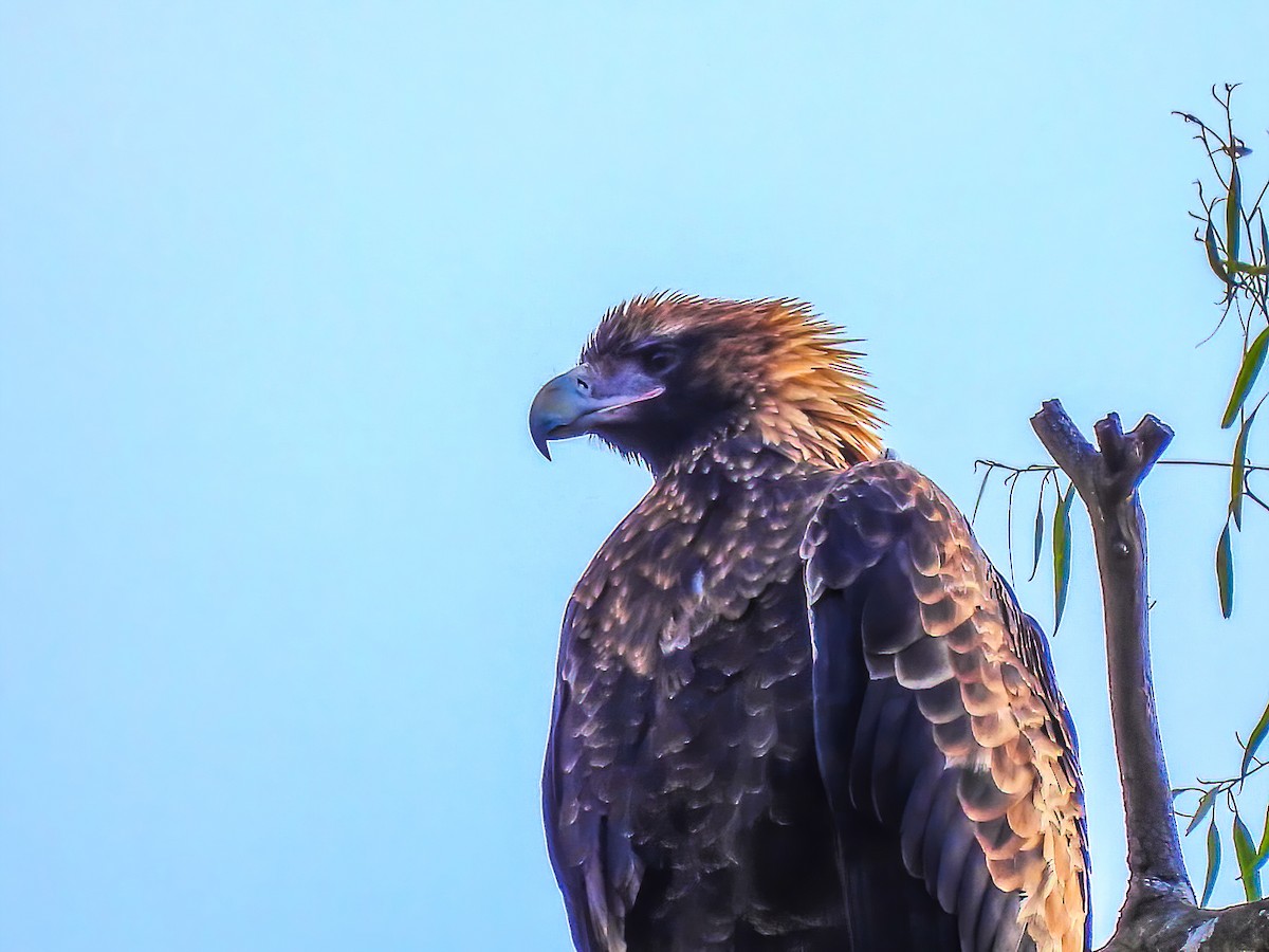 Wedge-tailed Eagle - Kathie Thomas