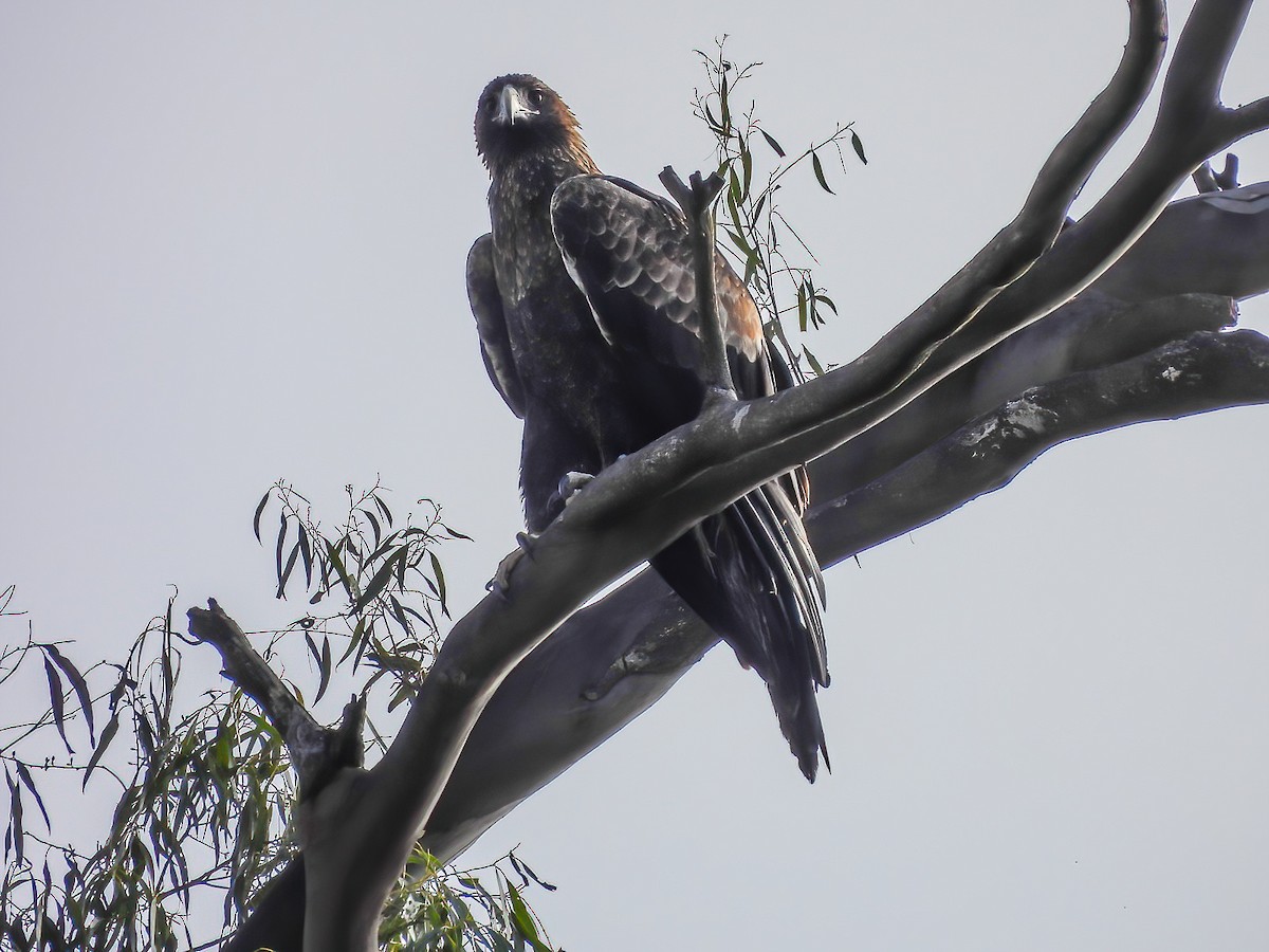 Wedge-tailed Eagle - Kathie Thomas