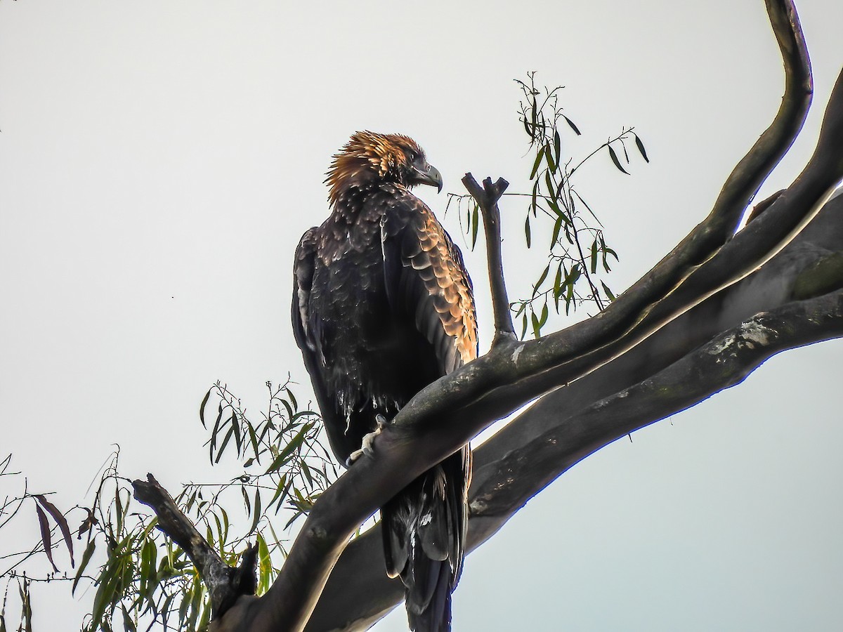 Wedge-tailed Eagle - Kathie Thomas