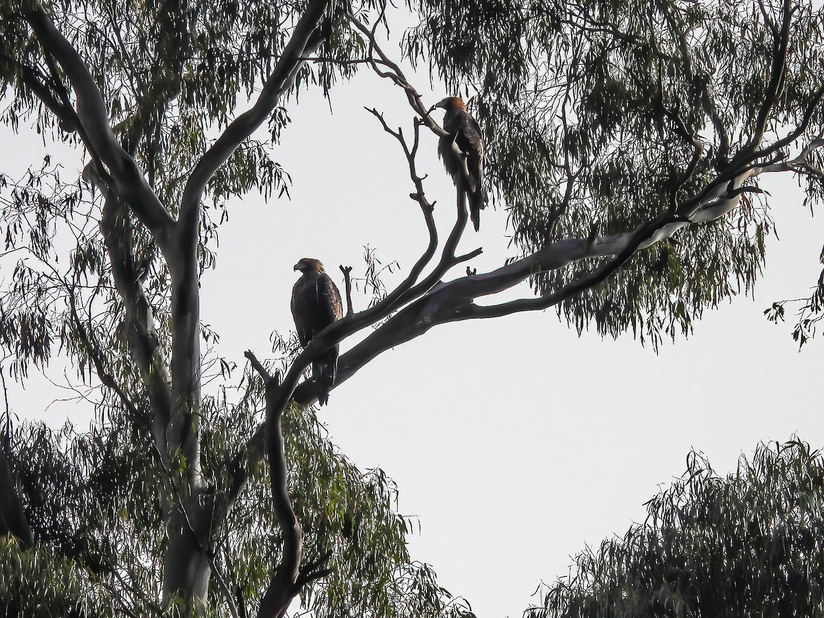 Wedge-tailed Eagle - Kathie Thomas