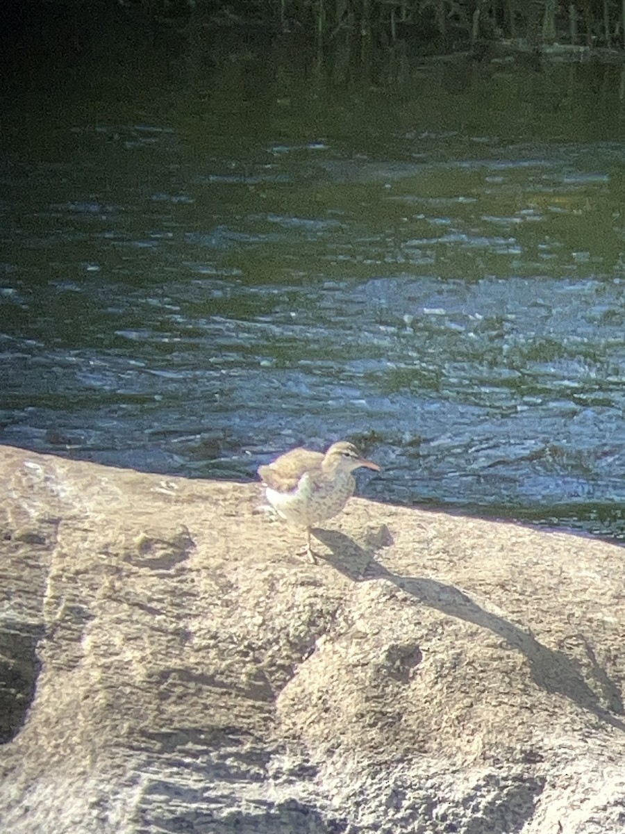 Spotted Sandpiper - Colette Ferri