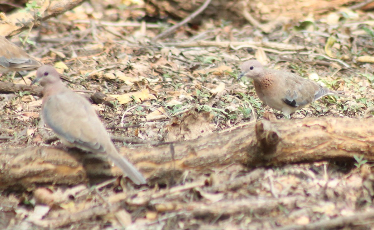 Laughing Dove - Madhavi Babtiwale