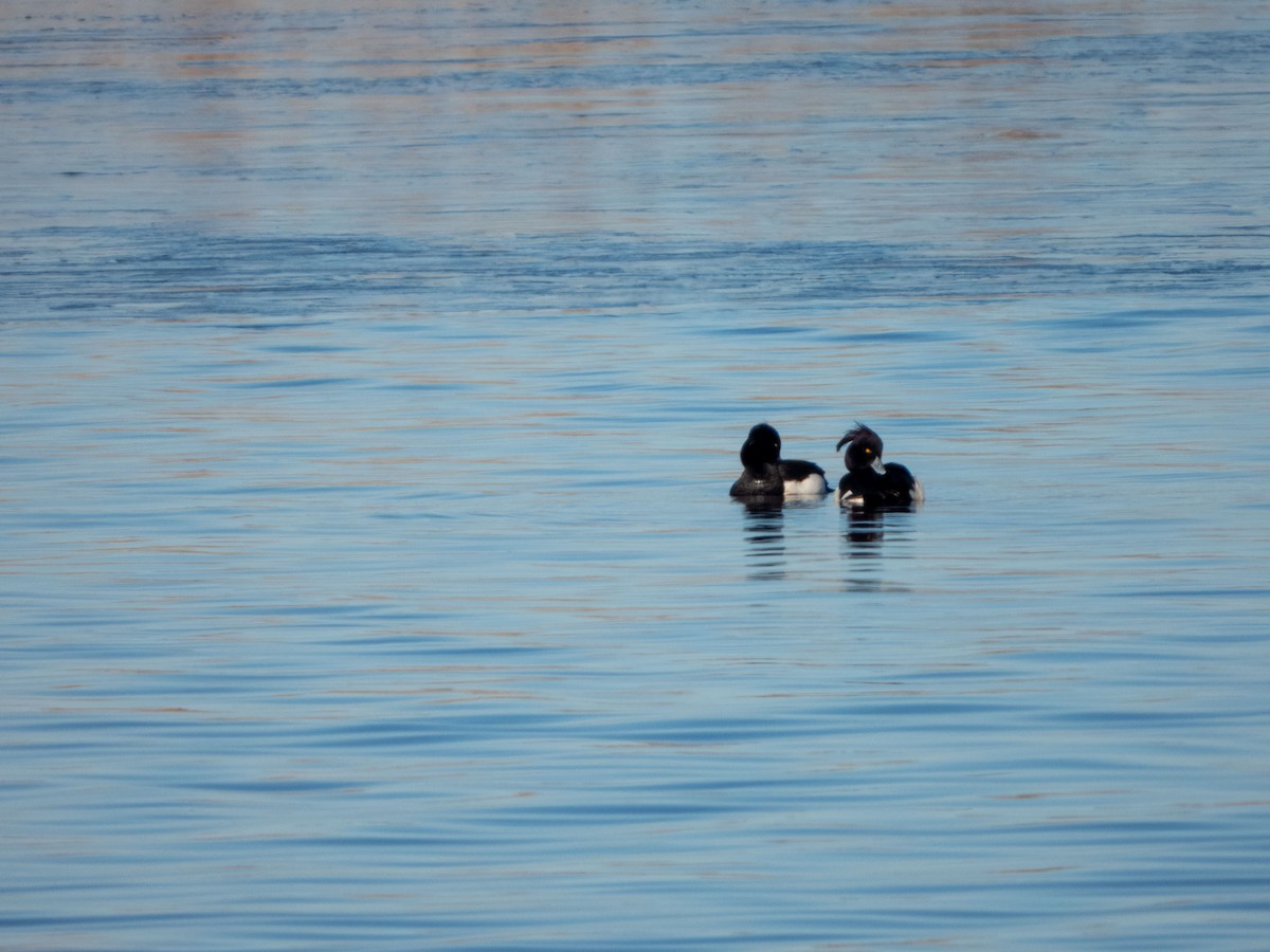 Tufted Duck - Jan-Rune Ericson