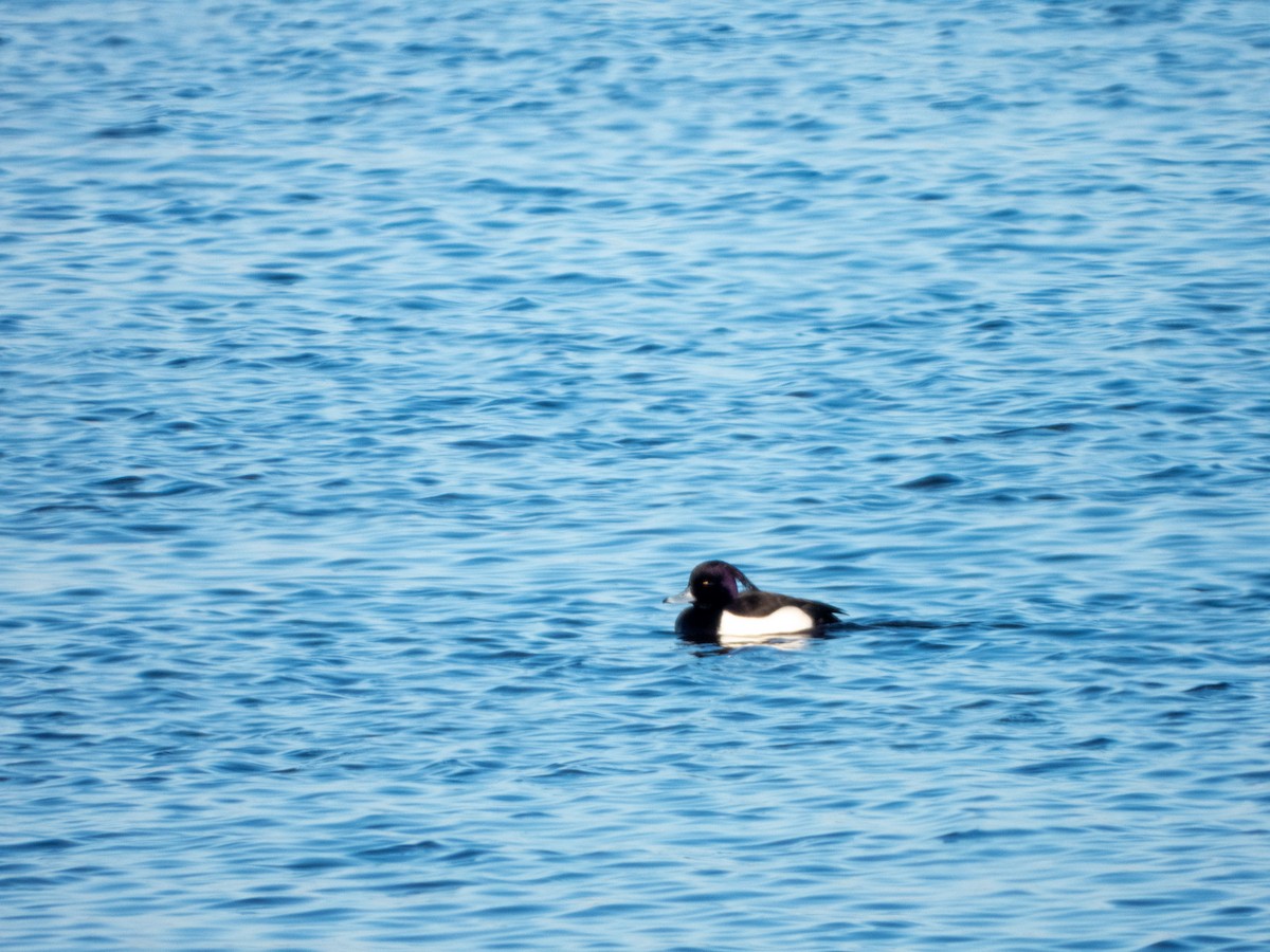 Tufted Duck - Jan-Rune Ericson