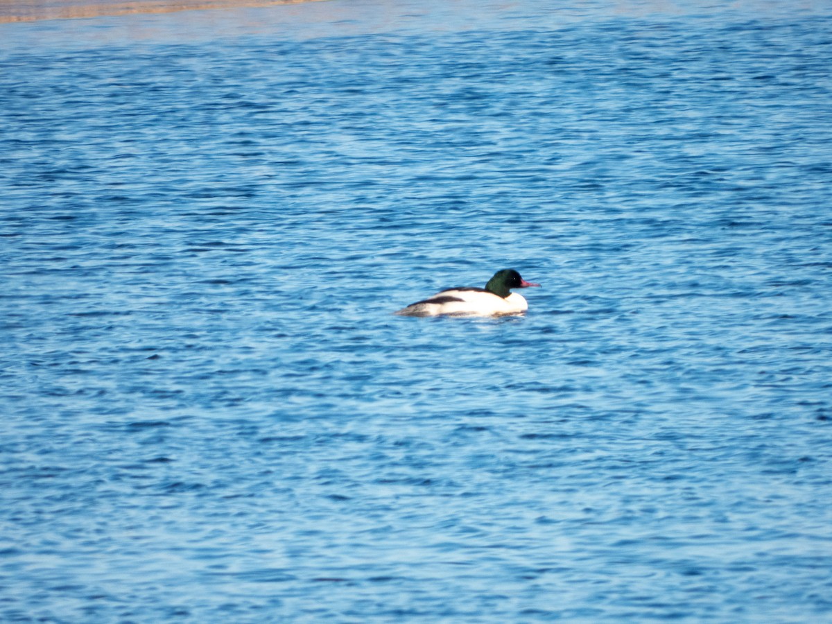 Common Merganser - Jan-Rune Ericson